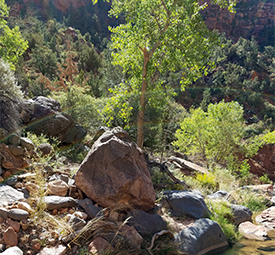 Zion National Park The Subway Bottom Up Tree Trail Intersection